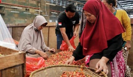 lonjakan harga cabai